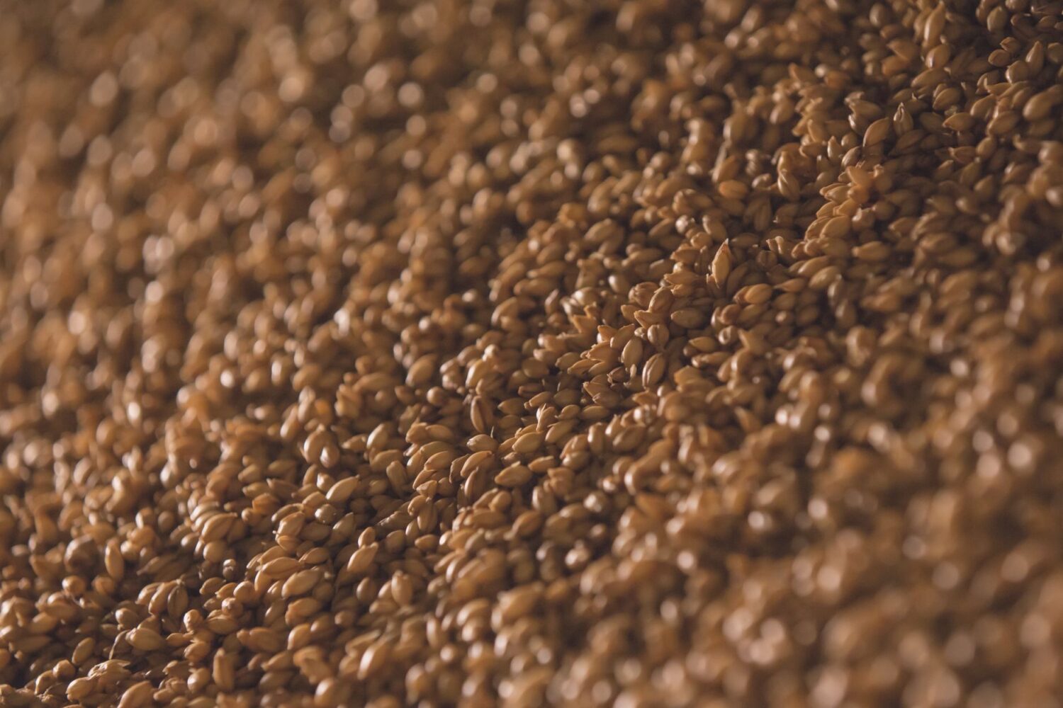 Malt : définition, types et rôle dans le brassage